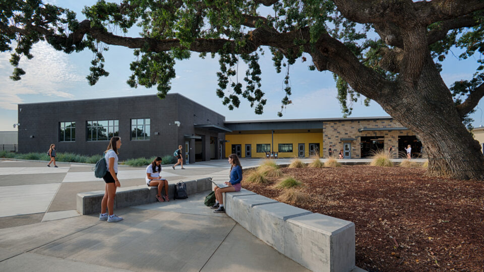 Students sitting and walking in a campus courtyard beneath a large tree beside modern buildings