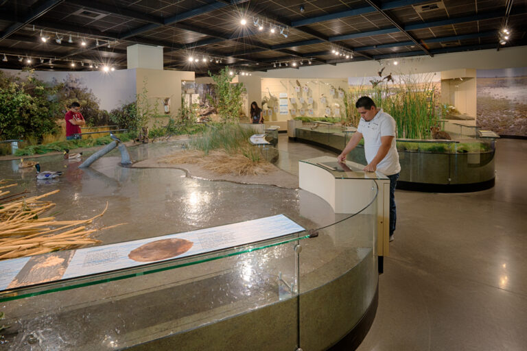 People viewing a natural history exhibit with wetland dioramas, birds, and informational displays in a museum