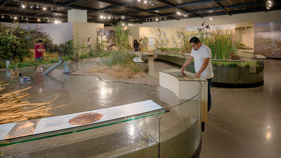 People viewing a natural history exhibit with wetland dioramas, birds, and informational displays in a museum