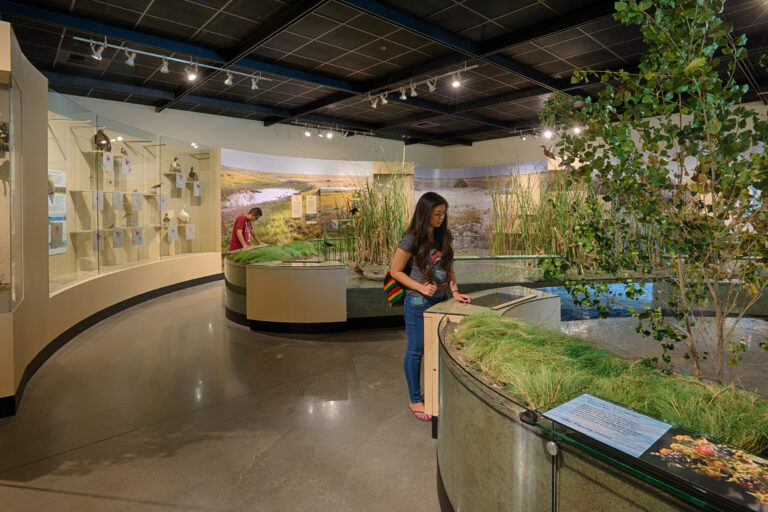 Visitors explore a nature exhibit with wetland displays, bird cases, and interactive panels in a museum gallery
