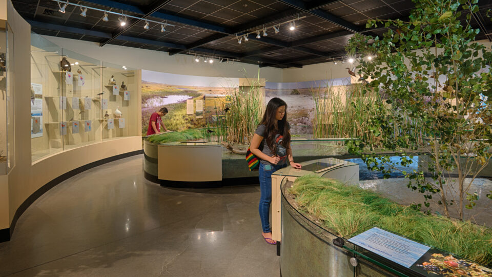 Visitors explore a nature exhibit with wetland displays, bird cases, and interactive panels in a museum gallery